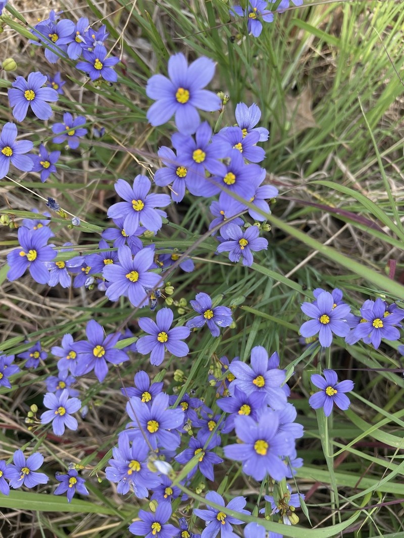 Sisyrinchium pruinosum photo 3