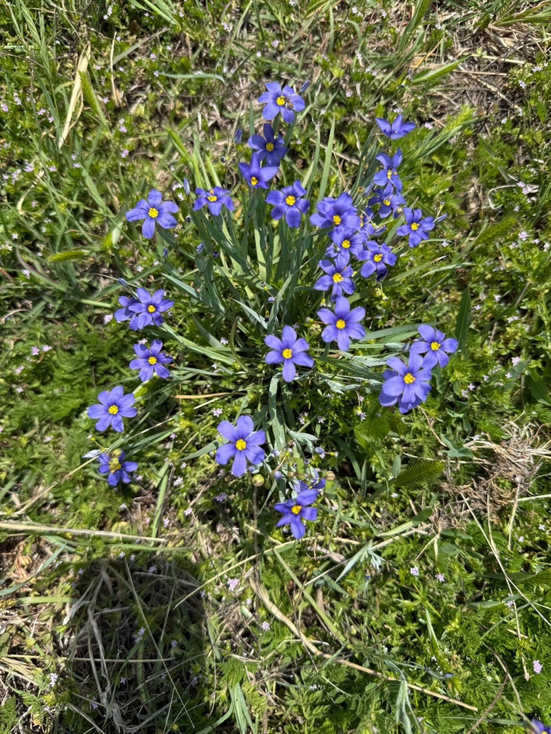 Sisyrinchium pruinosum photo 4