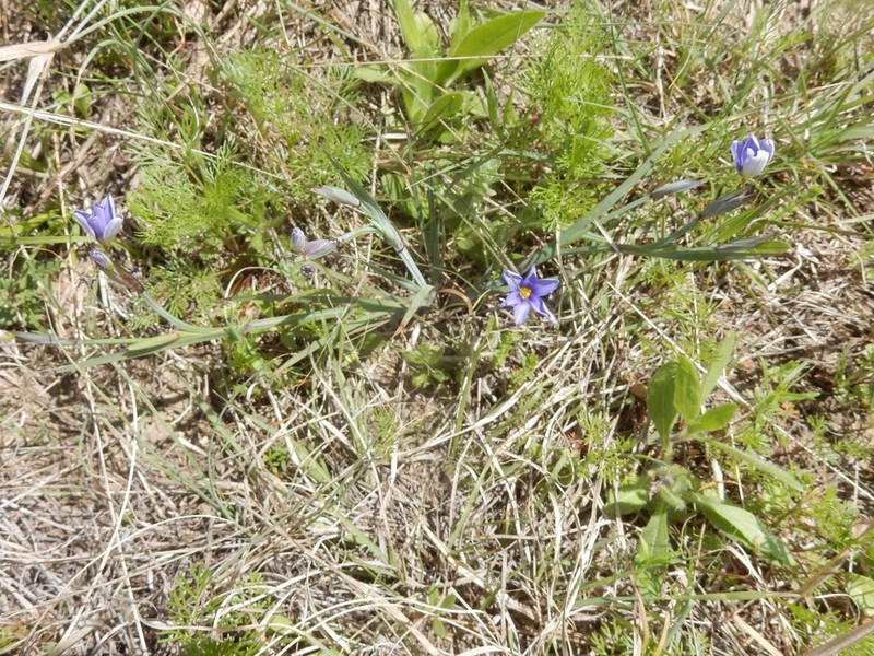 Sisyrinchium pruinosum photo 5