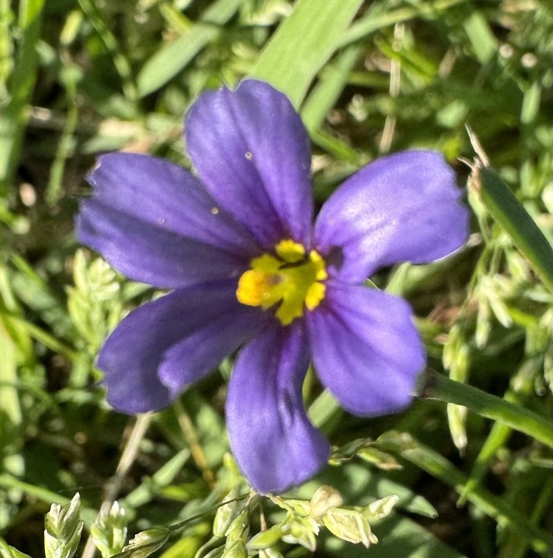Sisyrinchium pruinosum photo 6
