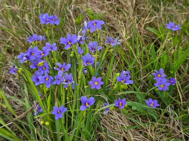 Sisyrinchium pruinosum photo 7