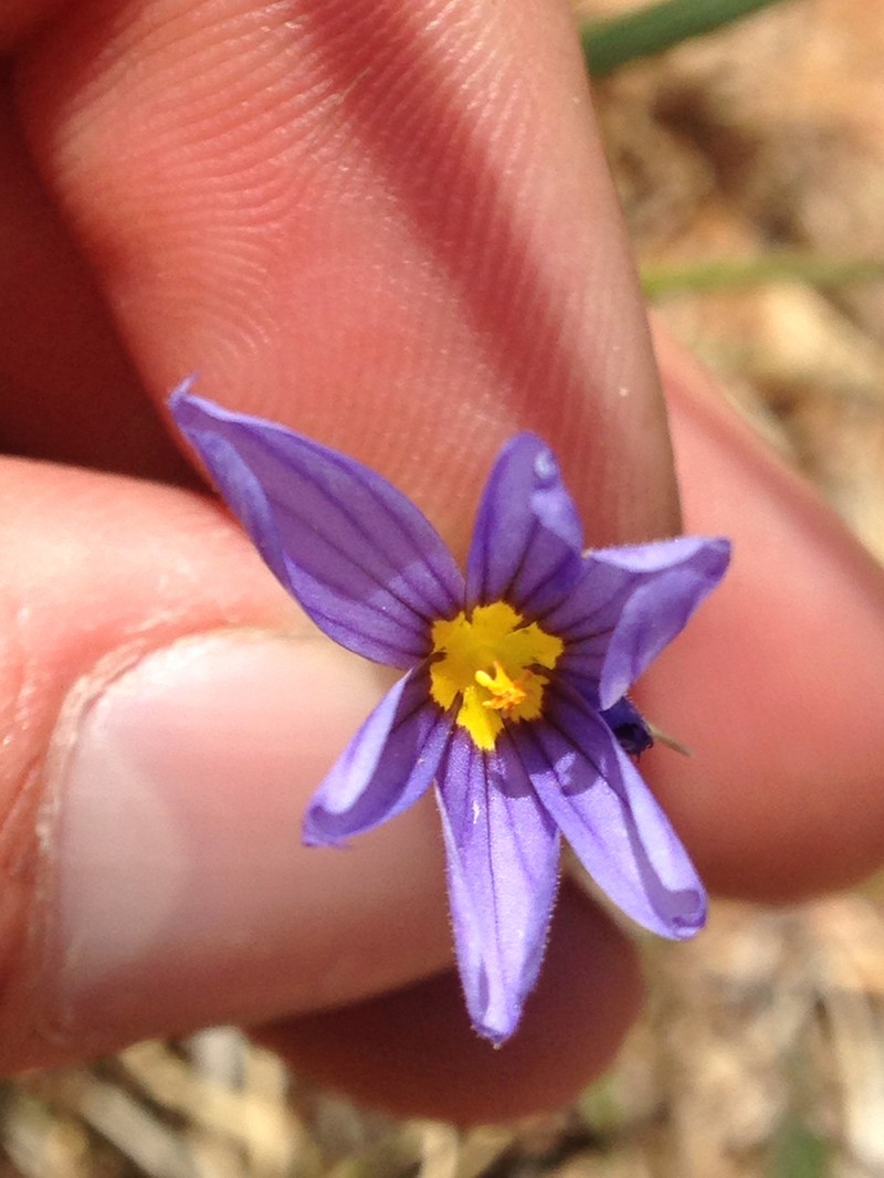 Bigroot Blue-Eyed Grass