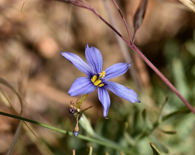 Bigroot Blue-Eyed Grass photo 2