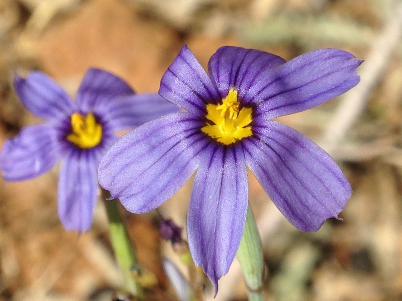 Bigroot Blue-Eyed Grass photo 4