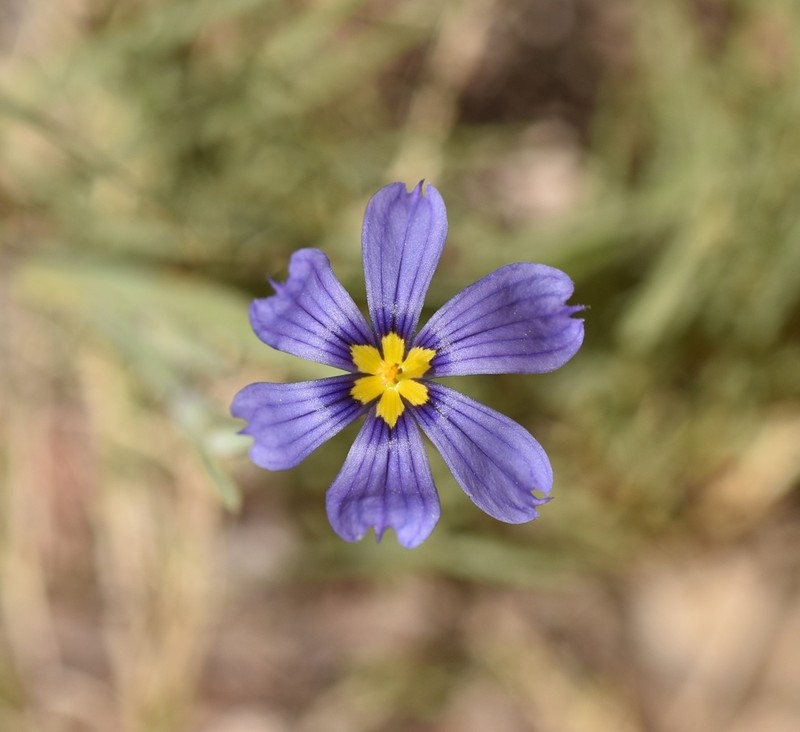 Bigroot Blue-Eyed Grass photo 5