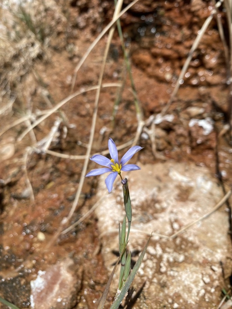 Bigroot Blue-Eyed Grass photo 6