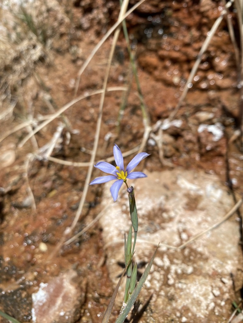 Bigroot Blue-Eyed Grass photo 7