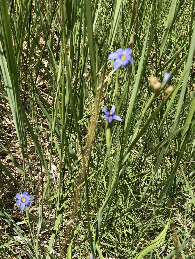Bigroot Blue-Eyed Grass photo 8