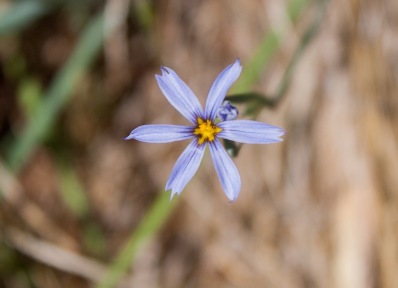 Bigroot Blue-Eyed Grass