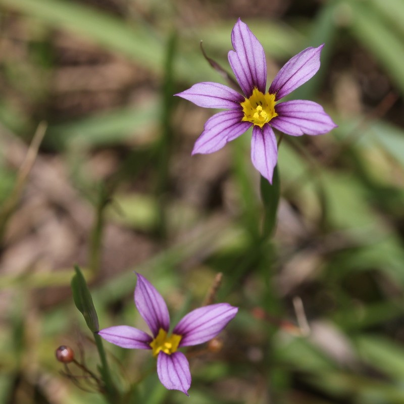 Annual Blue-Eyed Grass