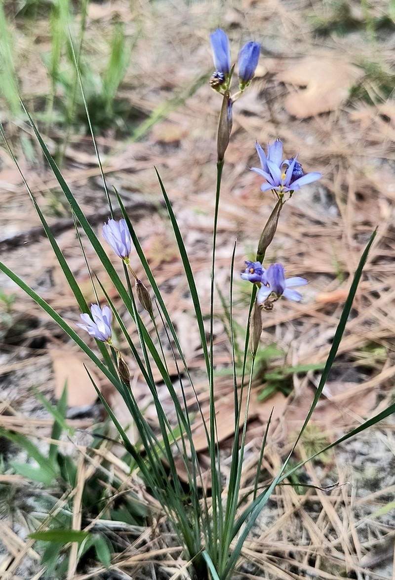 Spearbract Blue-Eyed Grass