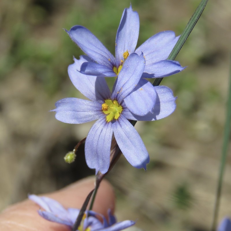 Spearbract Blue-Eyed Grass photo 2
