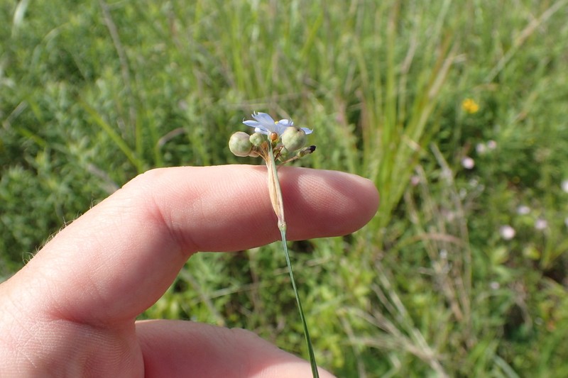 Spearbract Blue-Eyed Grass photo 3