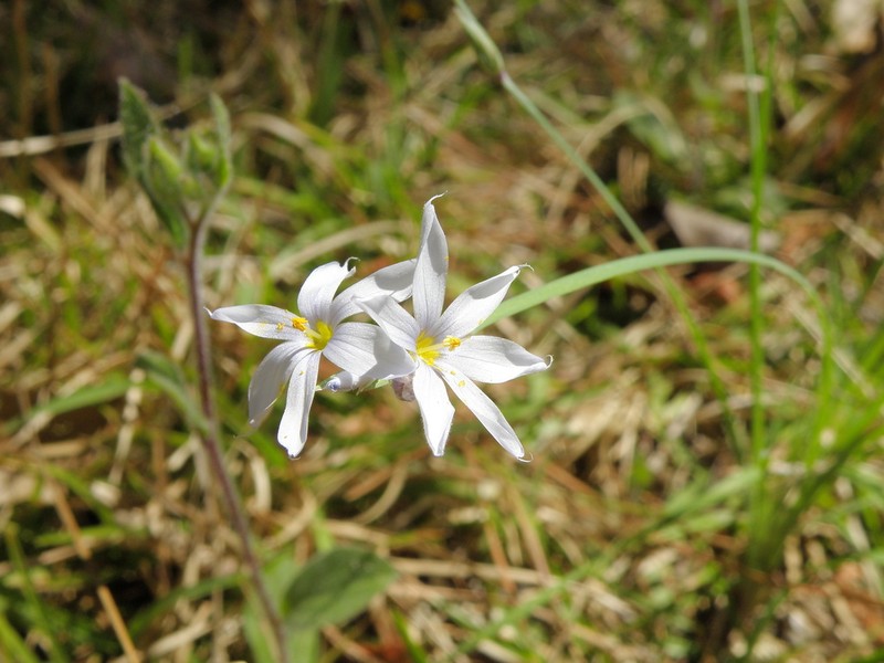 Spearbract Blue-Eyed Grass photo 4