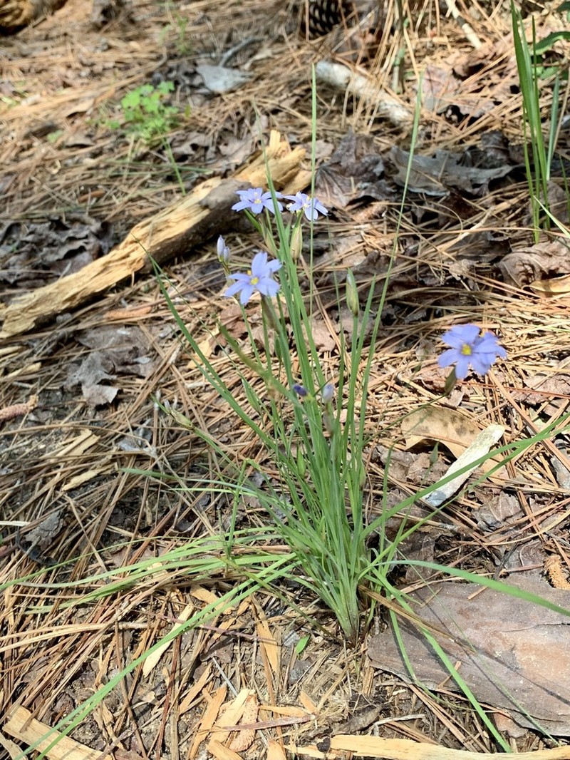 Spearbract Blue-Eyed Grass photo 5