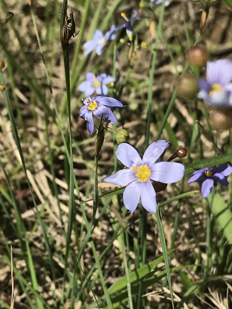 Spearbract Blue-Eyed Grass photo 6