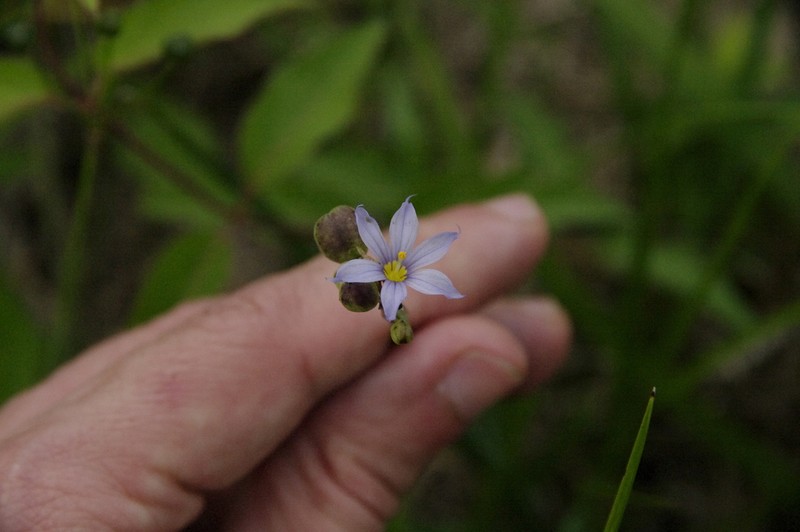 Spearbract Blue-Eyed Grass photo 7