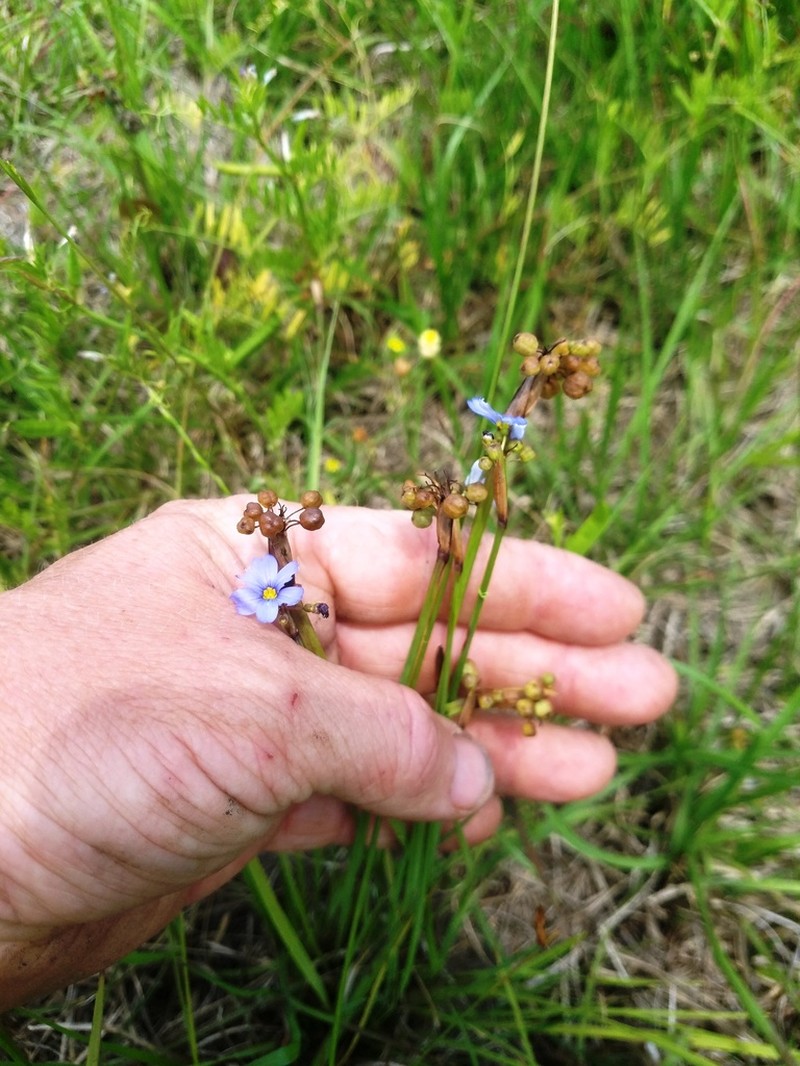Spearbract Blue-Eyed Grass photo 8