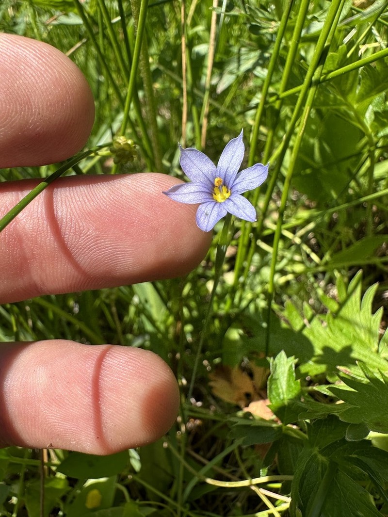 Mountain Blue-Eyed Grass