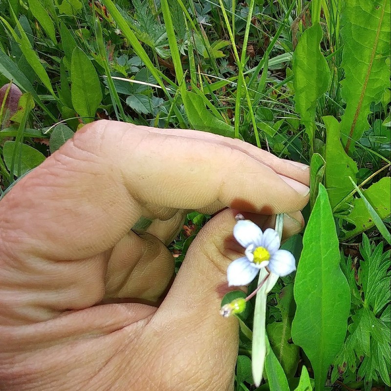 Mountain Blue-Eyed Grass photo 2