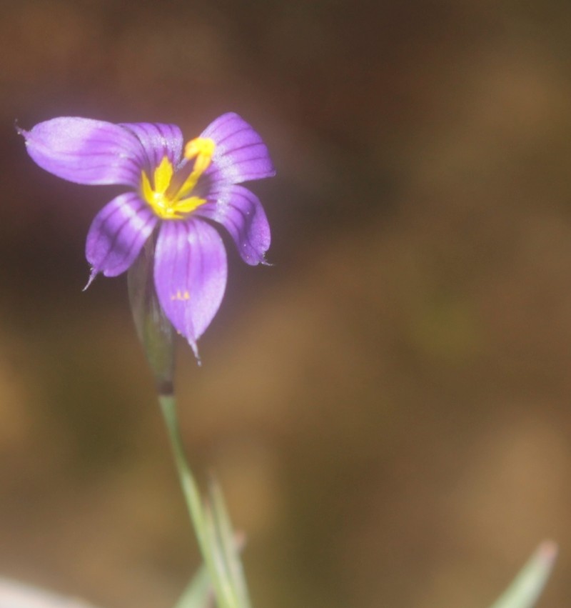 Sisyrinchium scabrum photo 2