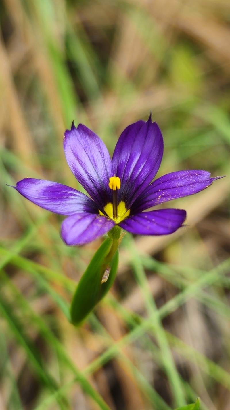 Sisyrinchium scabrum photo 3