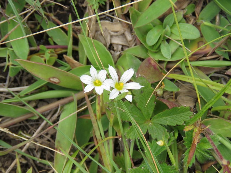 Sisyrinchium scabrum photo 4