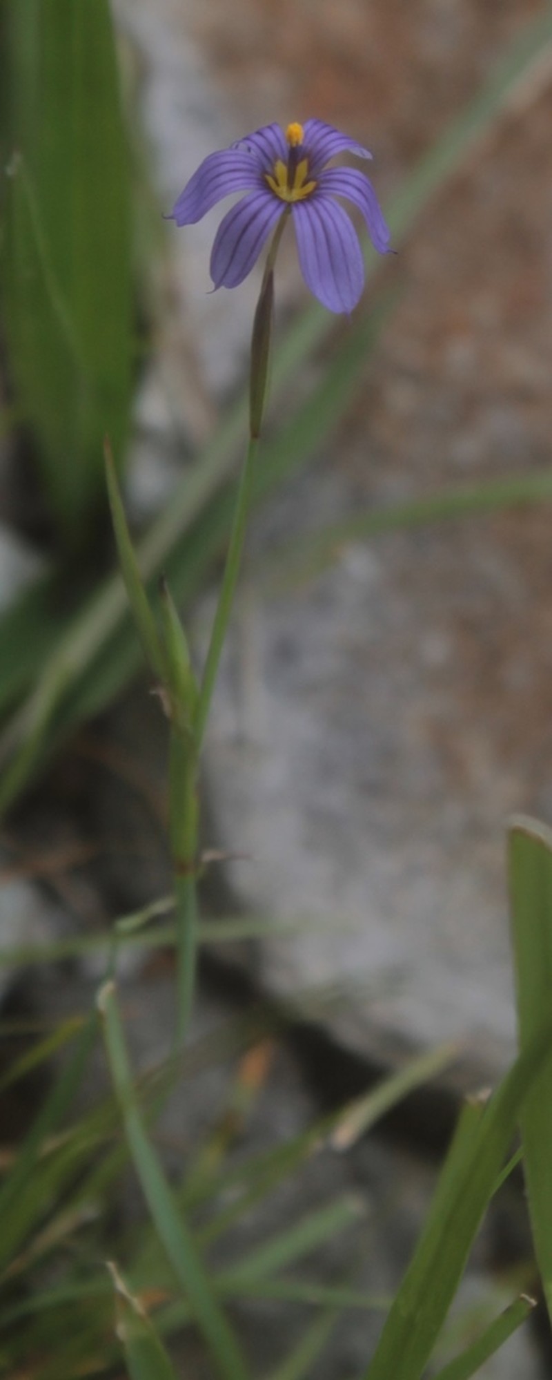 Sisyrinchium scabrum photo 5