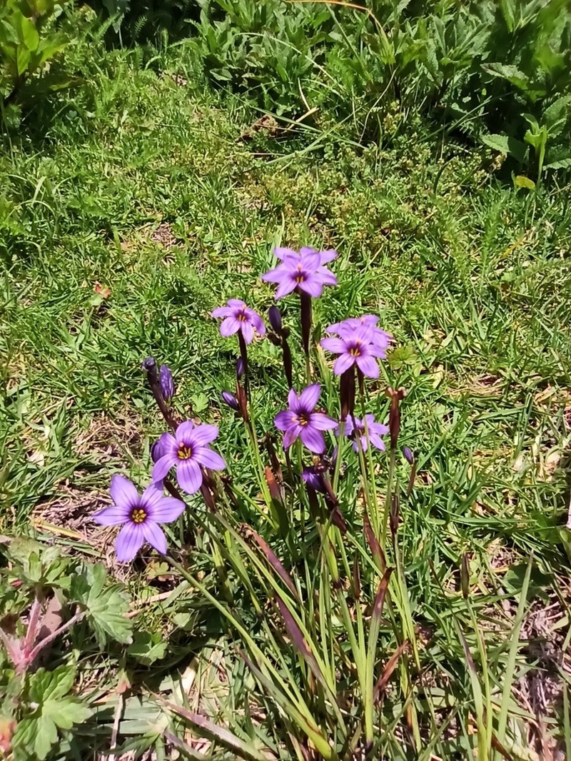 Sisyrinchium scabrum photo 6