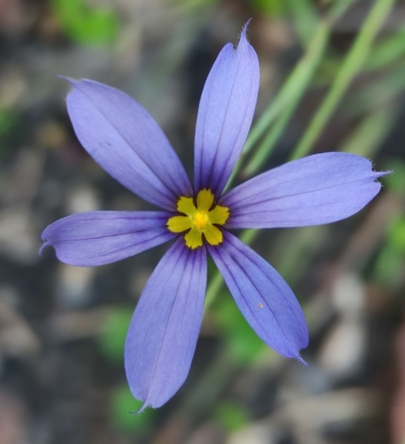 Sisyrinchium scabrum photo 7