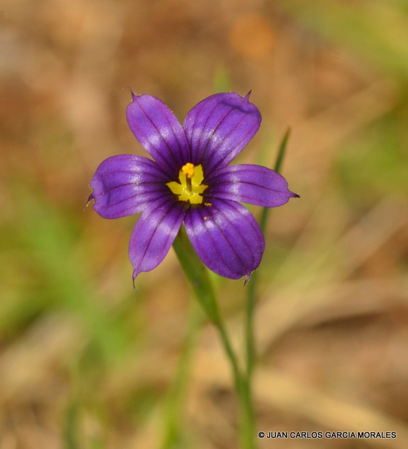 Sisyrinchium scabrum photo 8