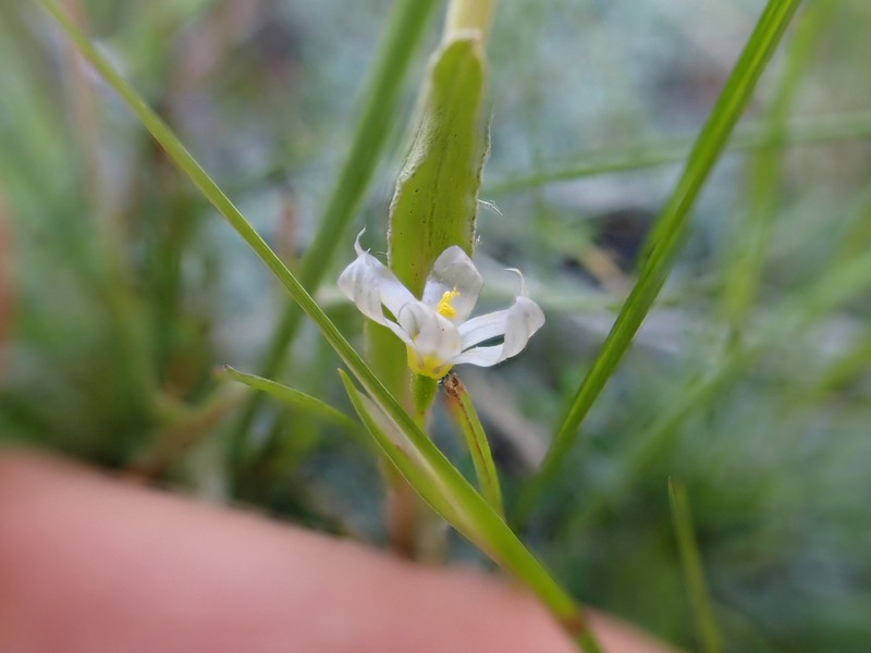 Northern Blue-Eyed Grass photo 2