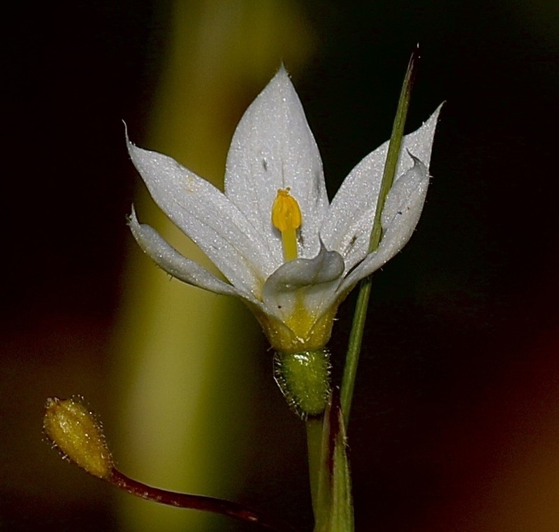 Northern Blue-Eyed Grass photo 3