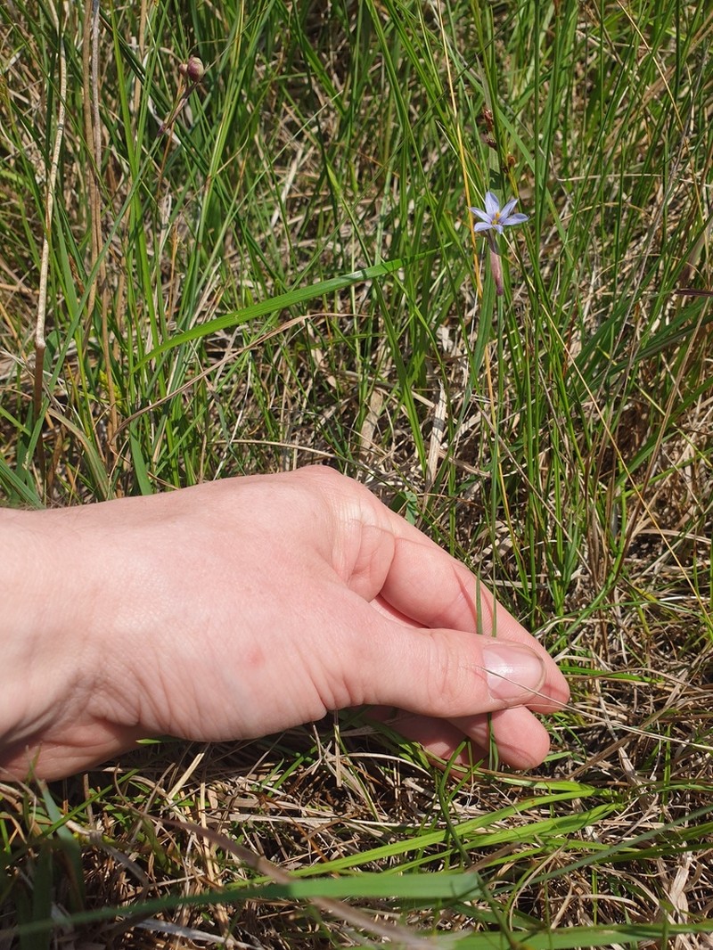 Northern Blue-Eyed Grass photo 4