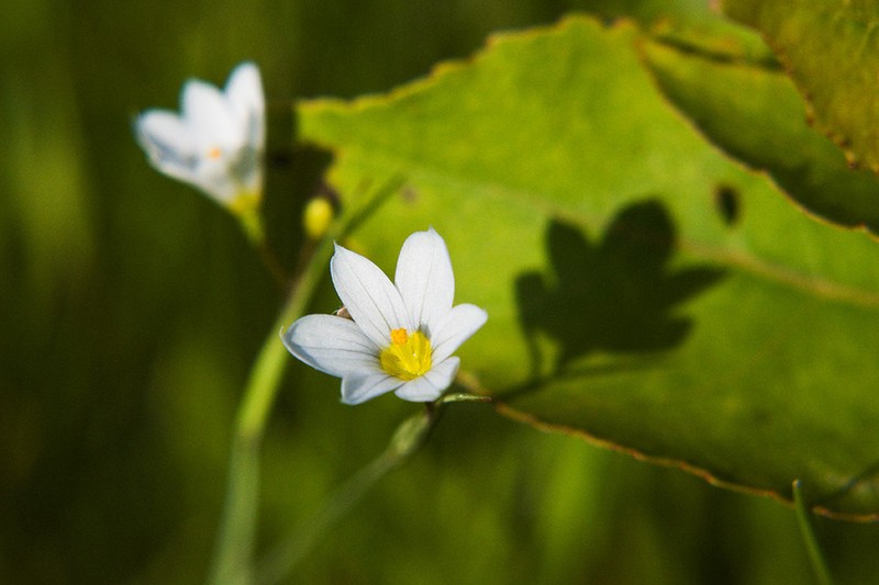 Northern Blue-Eyed Grass photo 5
