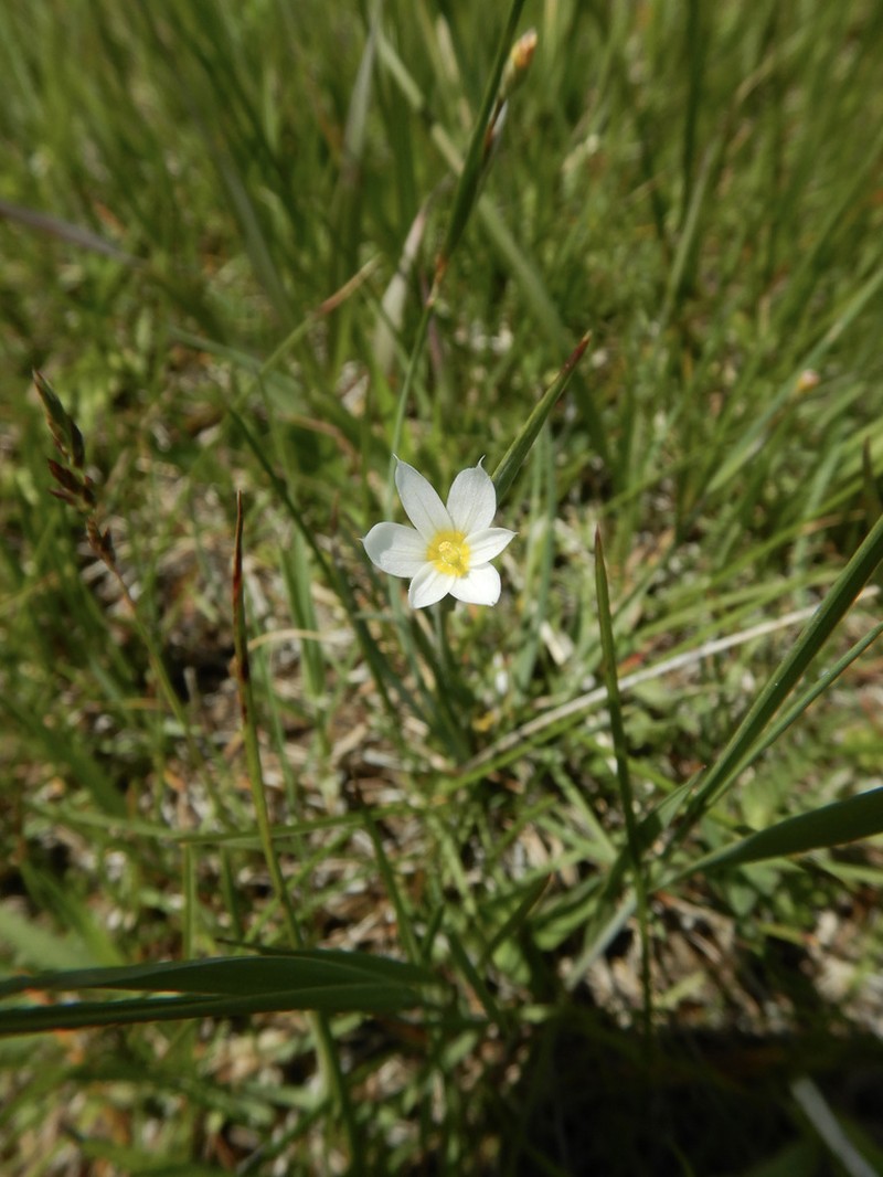 Northern Blue-Eyed Grass photo 6