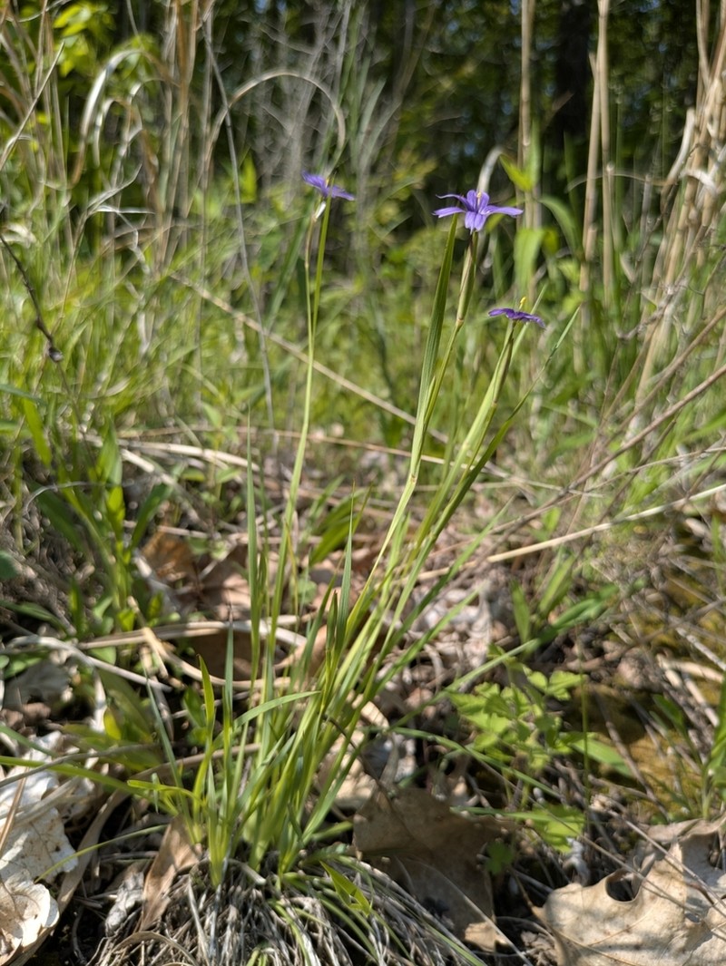 Sisyrinchium strictum
