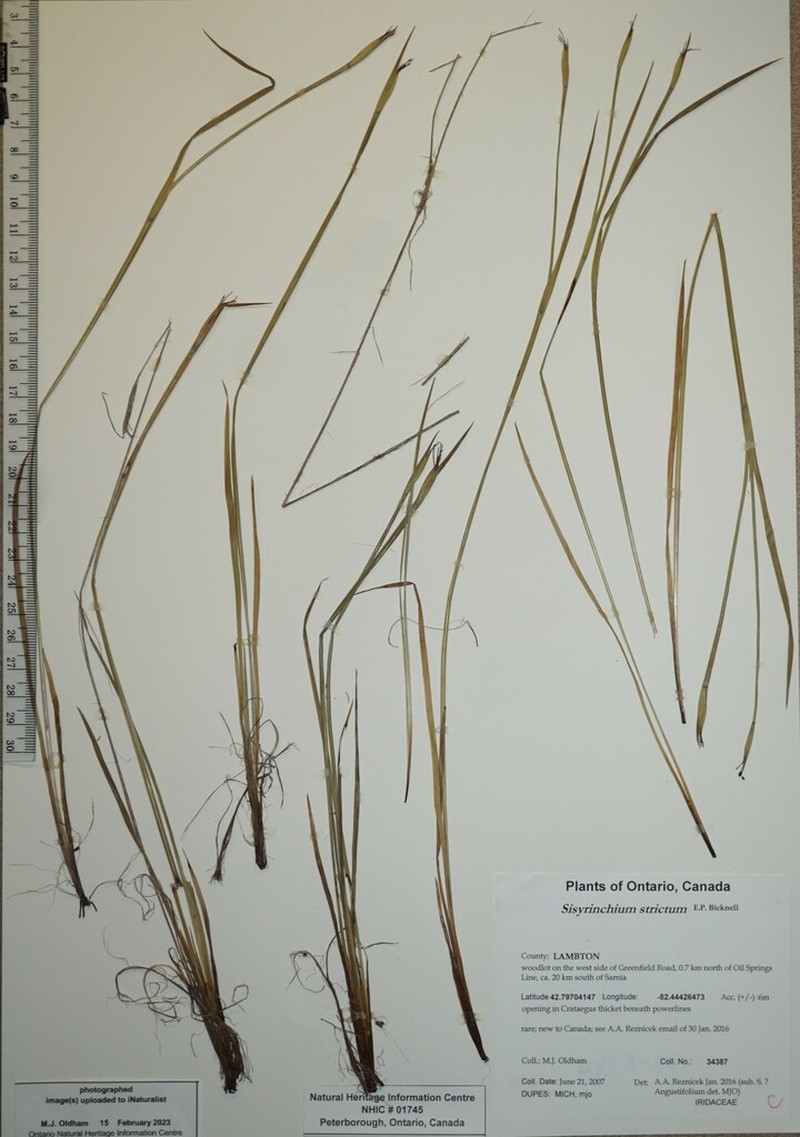 Sisyrinchium strictum photo 3