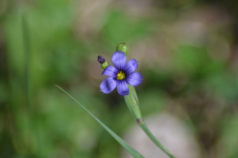 Sisyrinchium strictum photo 4