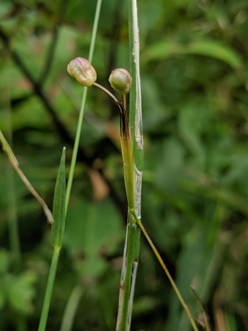 Sisyrinchium strictum photo 5