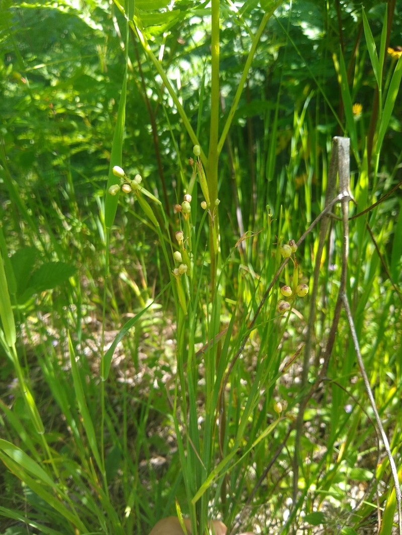 Sisyrinchium strictum photo 6