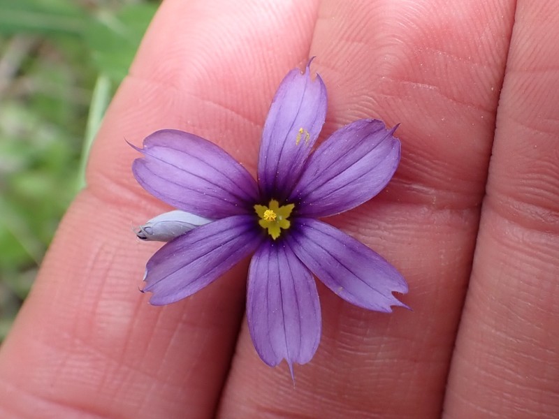 Sisyrinchium strictum photo 7
