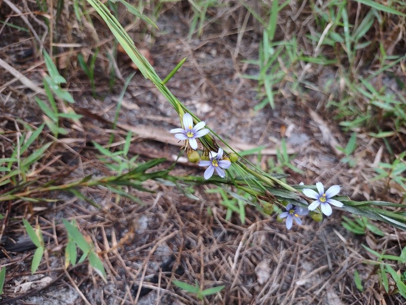 Jeweled Blue-Eyed Grass photo 3