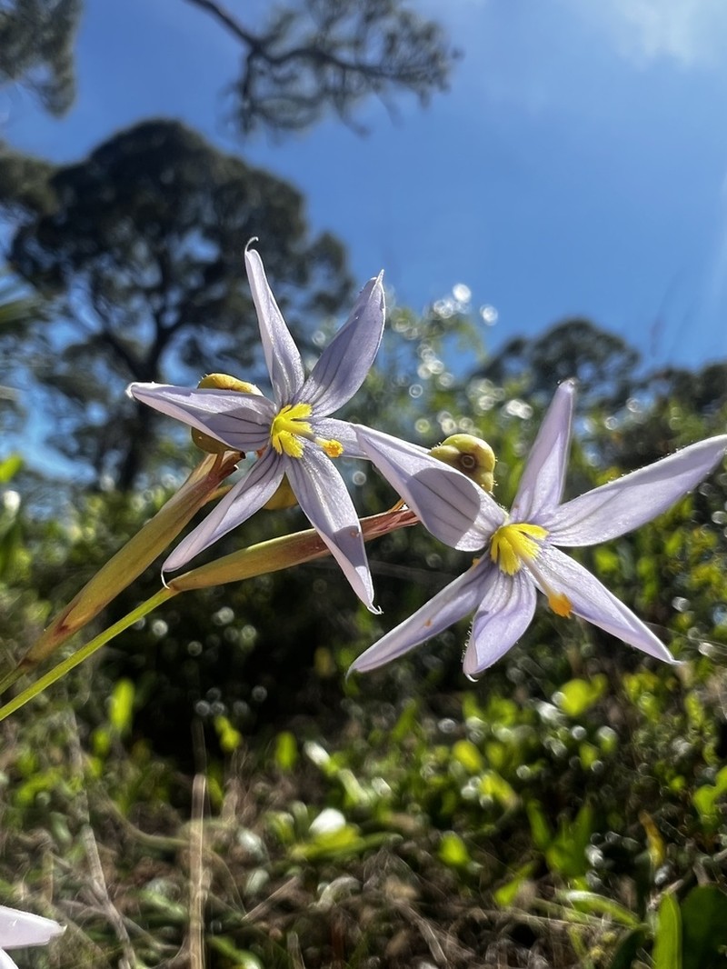 Jeweled Blue-Eyed Grass photo 5