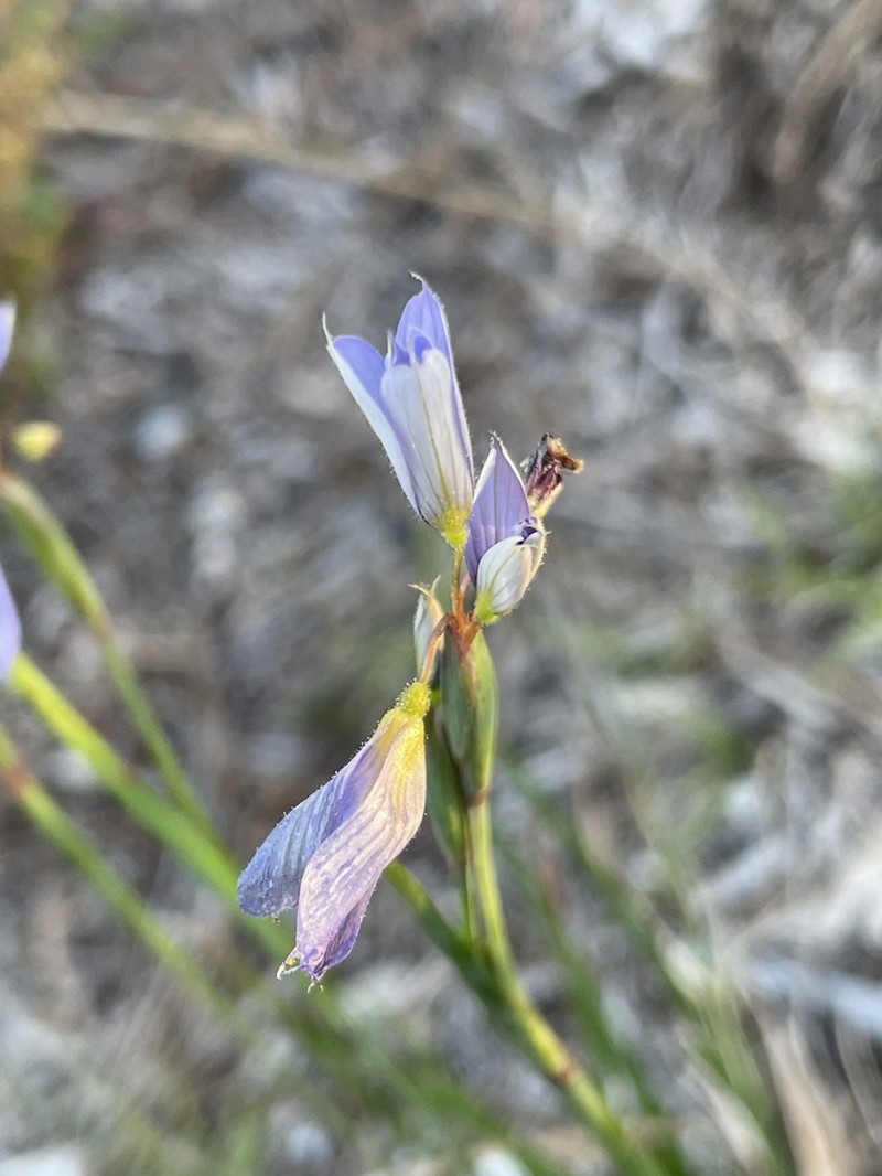 Jeweled Blue-Eyed Grass photo 6