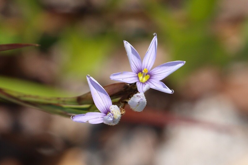 Jeweled Blue-Eyed Grass photo 8