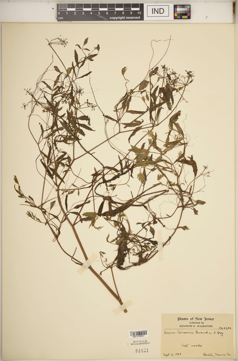 Carson's Waterparsnip