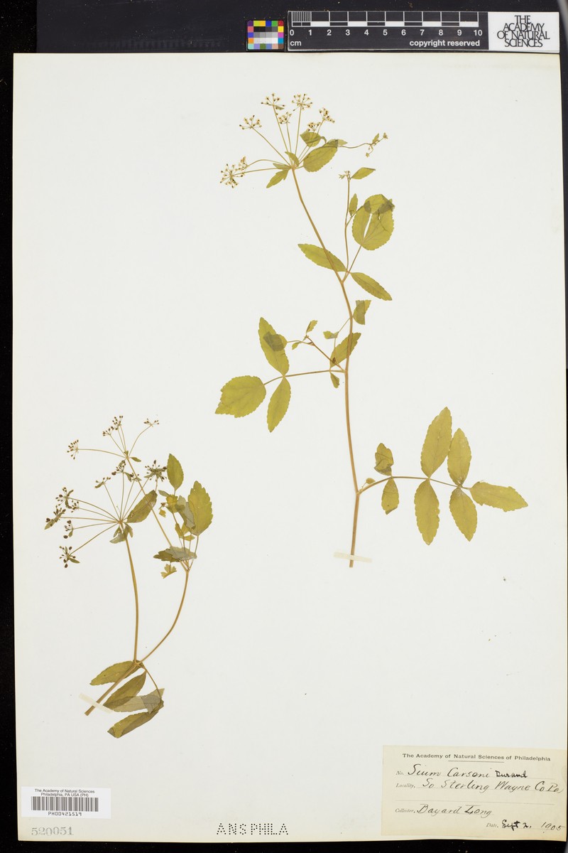 Carson's Waterparsnip photo 3