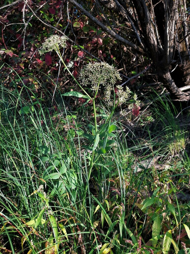 Wideleaf Waterparsnip photo 2