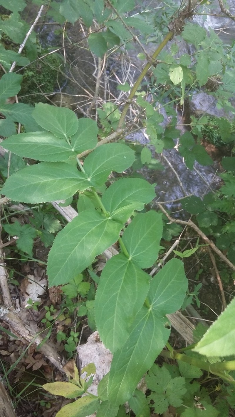 Wideleaf Waterparsnip photo 3